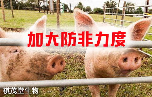 筑牢生物安全屏障 抓實關鍵措施，防控重大疫病，保障畜牧漁業飼料銷售穩定